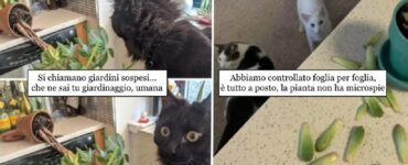 gatti che hanno bisogno di buttare giù tutto