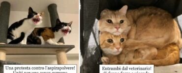 gatti che quando sono insieme sorprendono