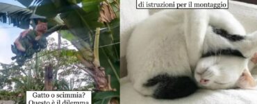 gatti che le sanno tutte pur di non annoiarsi