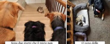 gatti che devono prendersi gioco dei cani