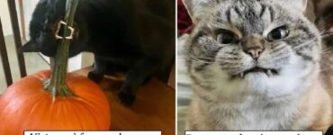 gatti che mostrano la loro identità