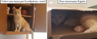 gatto capace di finire negli angoli più remoti