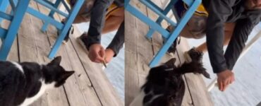 Uomo prende a calci un gattino e viene filmato: rischia 10 anni di galera