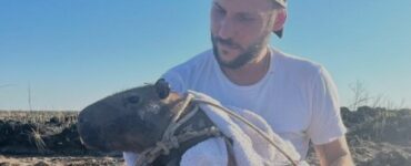 Un veterinario raccoglie donazioni per gli animali vittime degli incendi