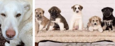 Cane da salvataggio separato per sbaglio dai suoi cuccioli si ricongiunge a loro tramite il test del DNA