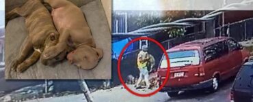 Rubati due cuccioli di Pitbull dalla casa di due bambini autistici