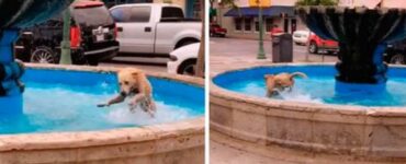 cucciolo nella fontana