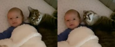 Dolce gattino fa da baby-sitter e non lascia mai la neonata da sola