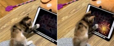 Tenero gattino gioca con l'iPad e conquista il web