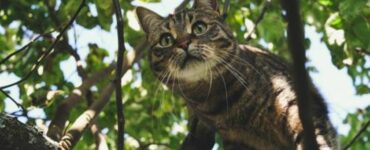 mantenere gatto al fresco