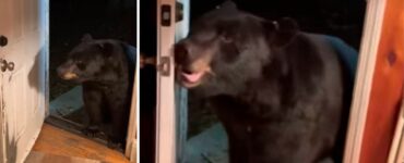 Un orso obbedisce alla padrona di casa e chiude educatamente la porta