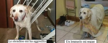 cani ai quali serve un piccolo aiutino