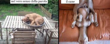 cani che riposano dove capita