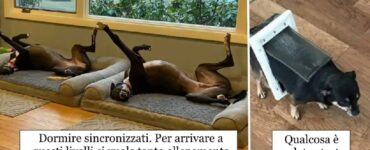 cani che non possono resistere senza compiere stranezze