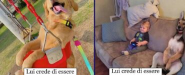 cani che non sanno cosa fare in quanto cani