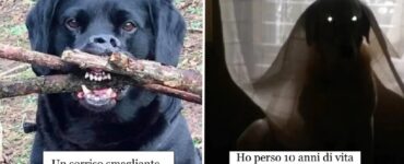 cani che sanno come far prendere un colpo ai proprietari