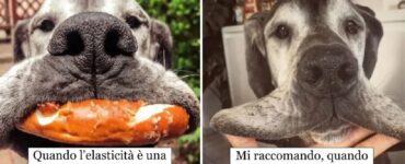 cani che sono dotati di elasticità