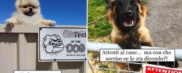 cani che vorrebbero essere minacciosi