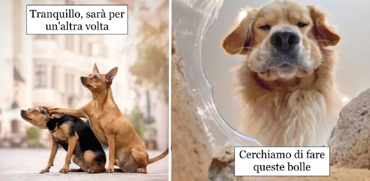 immagini esilaranti di cani con citazioni