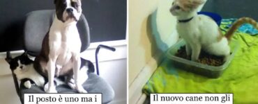 gatti che farebbero a meno di amici cani