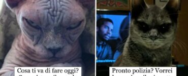 gatti che spaventano e non poco le persone