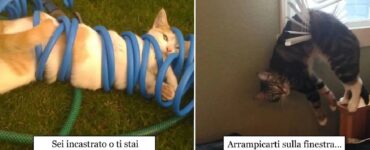 gatti che hanno fatto una scelta