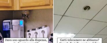 gatti che pagherebbero pur di scoprire posti remoti