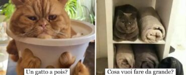 gatti che devono farsi sempre gli affari degli altri