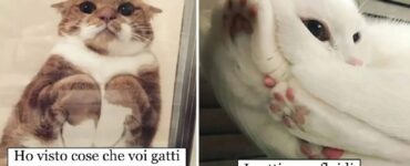 gatti che suggeriscono di comprare tavoli