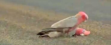 Cacatua prova a salvare amata