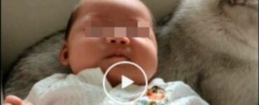 Il gatto "baby-sitter": è perfetto per accudire i bambini (VIDEO)