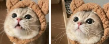 Il video di un gattino tenerissimo che indossa un cappellino da orsacchiotto