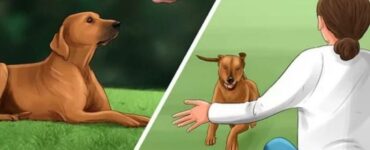 attività da proporre al cane