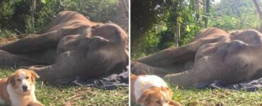 Il cane rimane accanto al suo amico elefante in fin di vita fino al suo ultimo respiro