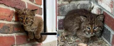 Il gattino dimenticato viene adottato da una coppia che lo trova sul porticato