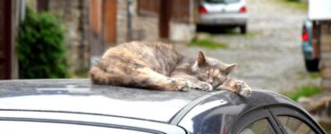 gatti dormono sulle macchine