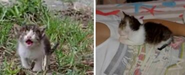 Dessy, piccola gattina cieca trovata abbandonata per strada