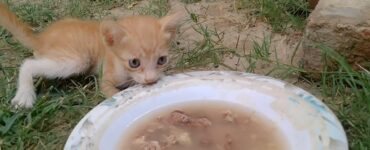 Gattino orfano in pessime condizioni mangia la zuppa di pollo per la prima volta