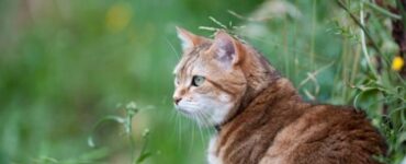 proteggere il gatto dalle zanzare