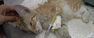 Donna rischia di uccidere un gatto con il Trea Tree Oil dopo averlo salvato