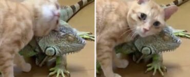 Tenero gattino usa le squame del suo amico iguana per grattarsi