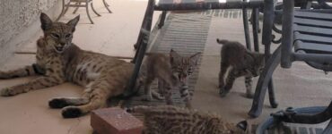 Trova una lince e i suoi cuccioli "pericolosi" nella sua vasca idromassaggio in giardino