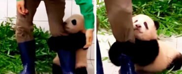 Cucciolo di panda si aggrappa alla gamba dell'operatore per non essere lasciato solo