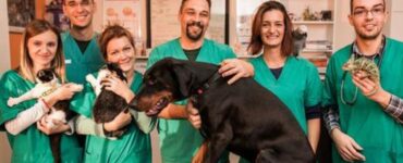 pronto soccorso veterinario h24