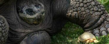 Nasce una tartaruga albina in un piccolo zoo svizzero