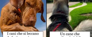 dicerie sui cani che in molti pensano siano vere