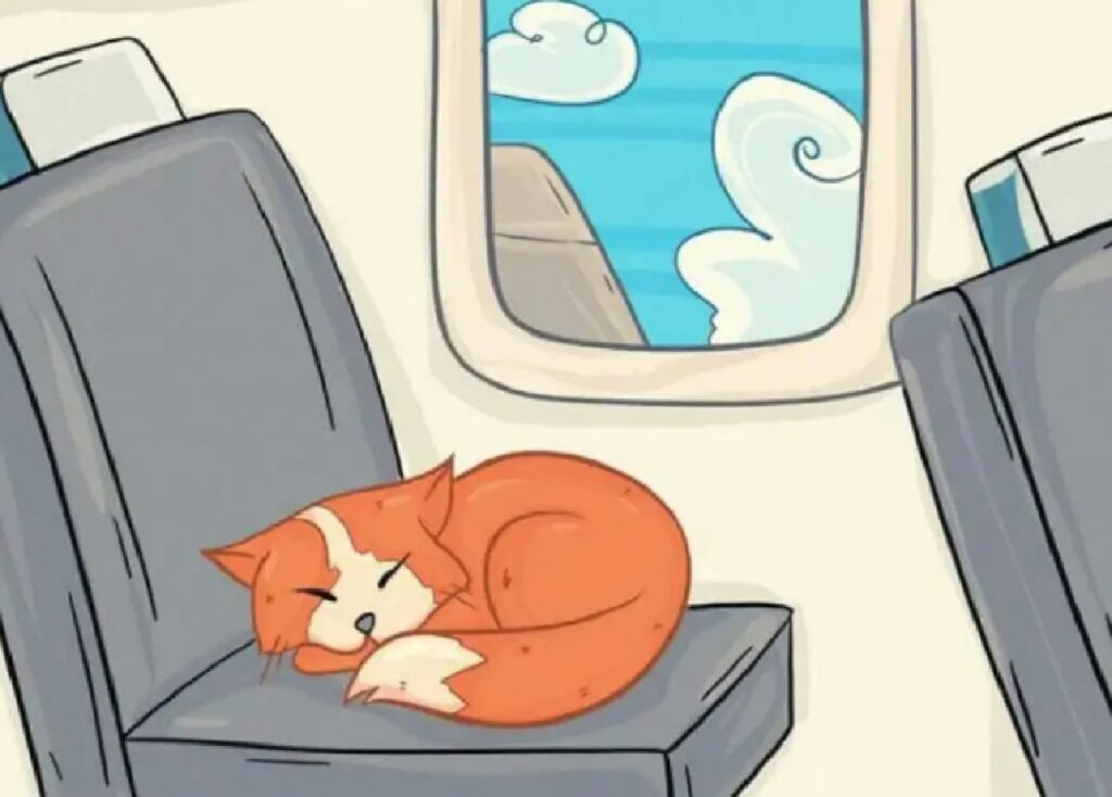 gatto rosso dorme in aereo