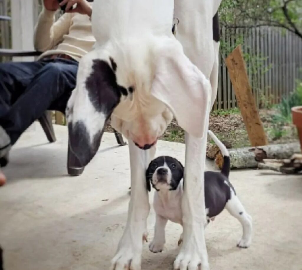 cucciolo sotto zampe cane adulto