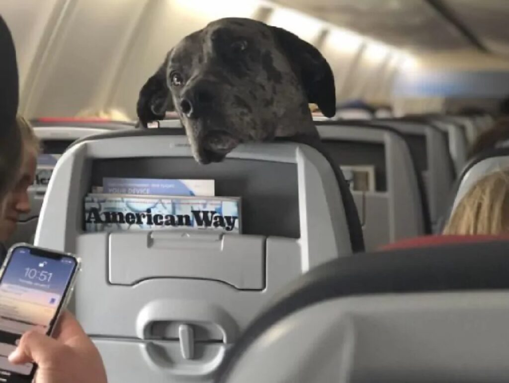 cane poggia muso sul sedile aereo