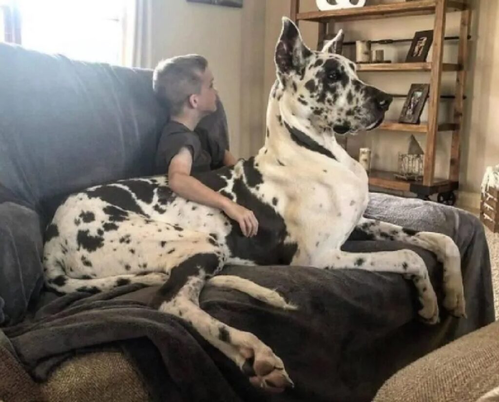 cane guarda tv insieme proprietario